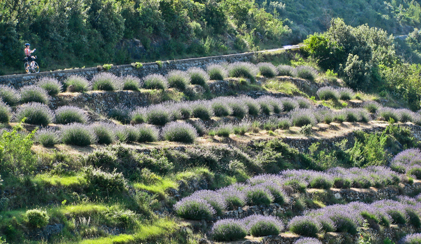 Lavender Hvar cyclist 